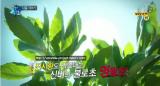 4월 17일 MBN방송의 `천기누설에서 명월초를 먹고 난소암을 극복한 분을 소개하면서명월초가 더 유명해 졌습니다.  